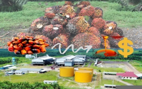 Quel est le coût de la construction et de l’installation d’une usine de transformation d’huile de palme de 20 tonnes par jour au Nigéria ?