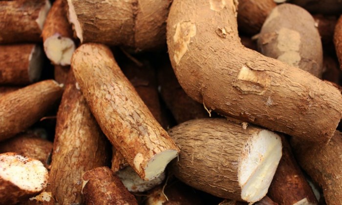 Manioc.jpg